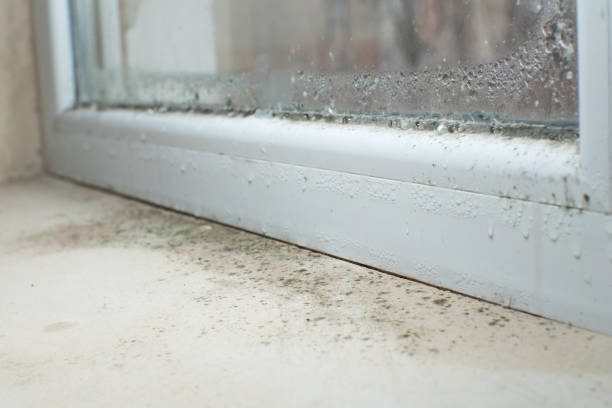 Best Black Mold Removal  in Burns Harbor, IN